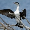 Kormoran pestry - Phalacrocorax varius - Pied Shag - karuhiruhi 4228